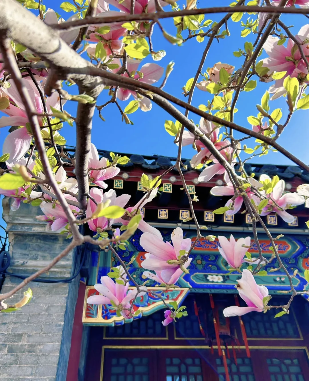 荣国府的海棠花只有去过了才知道有多美