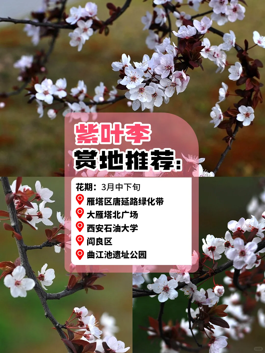西安旅游赏花攻略🪸3～5 月份赏花圣地