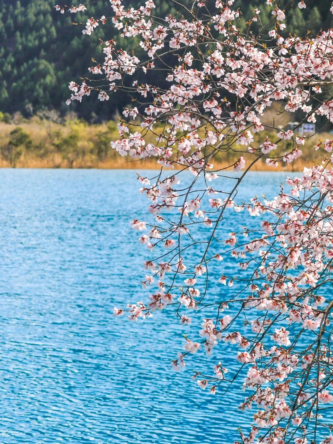 📍九寨沟｜5A景区天花板 3月接下来超美❗