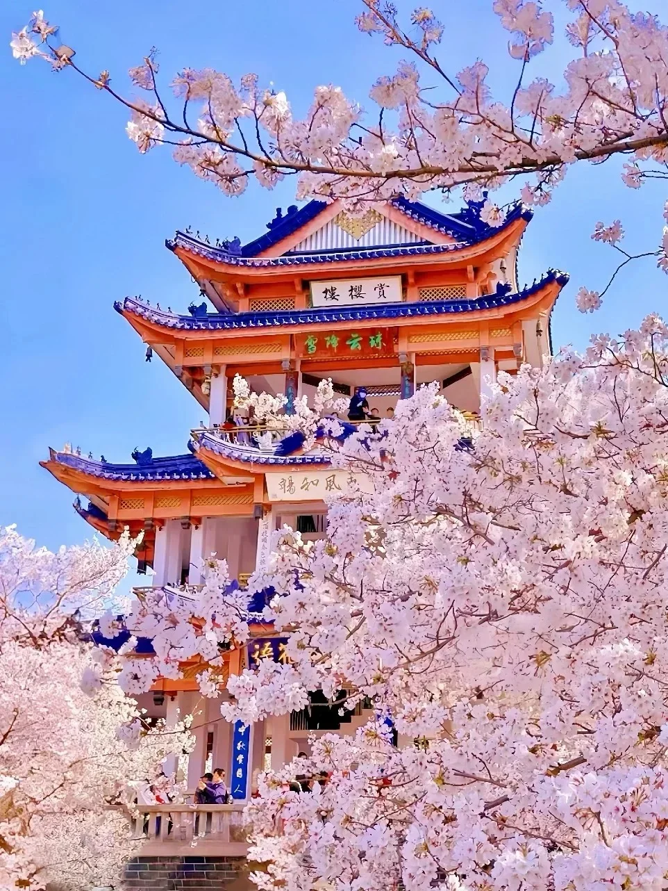 3月29日鼋头渚樱花已上线，感受春日美好