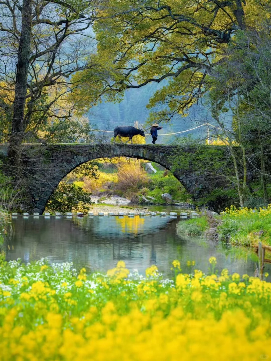 我在婺源上春山!最美古村的春天真的好绝!