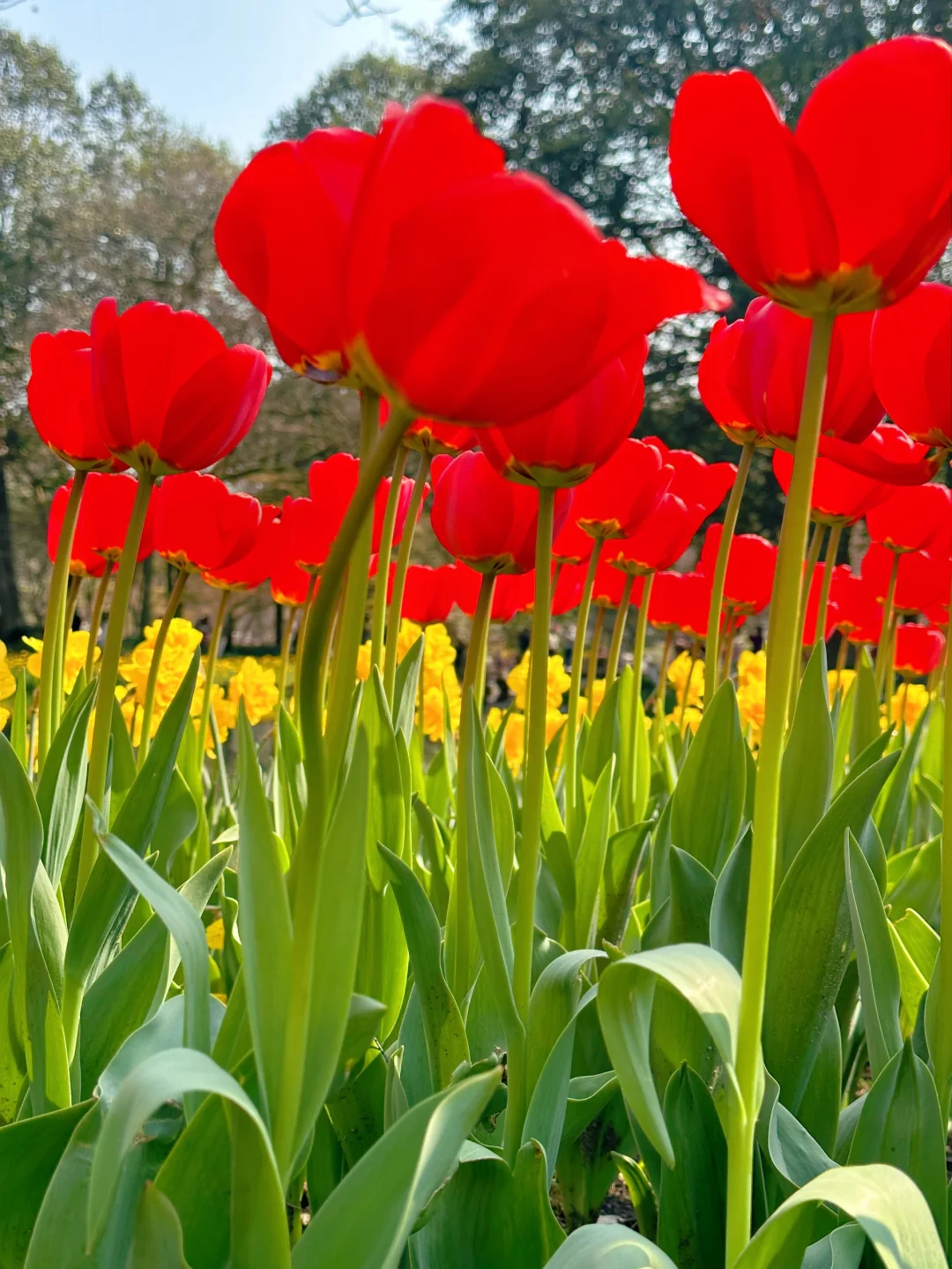 3.19实况！杭州太子湾刚回来，全是大实话！