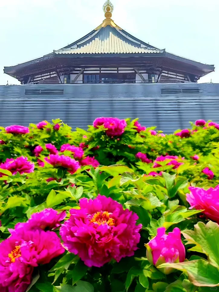 洛阳中国国花园，牡丹迷的必打卡地