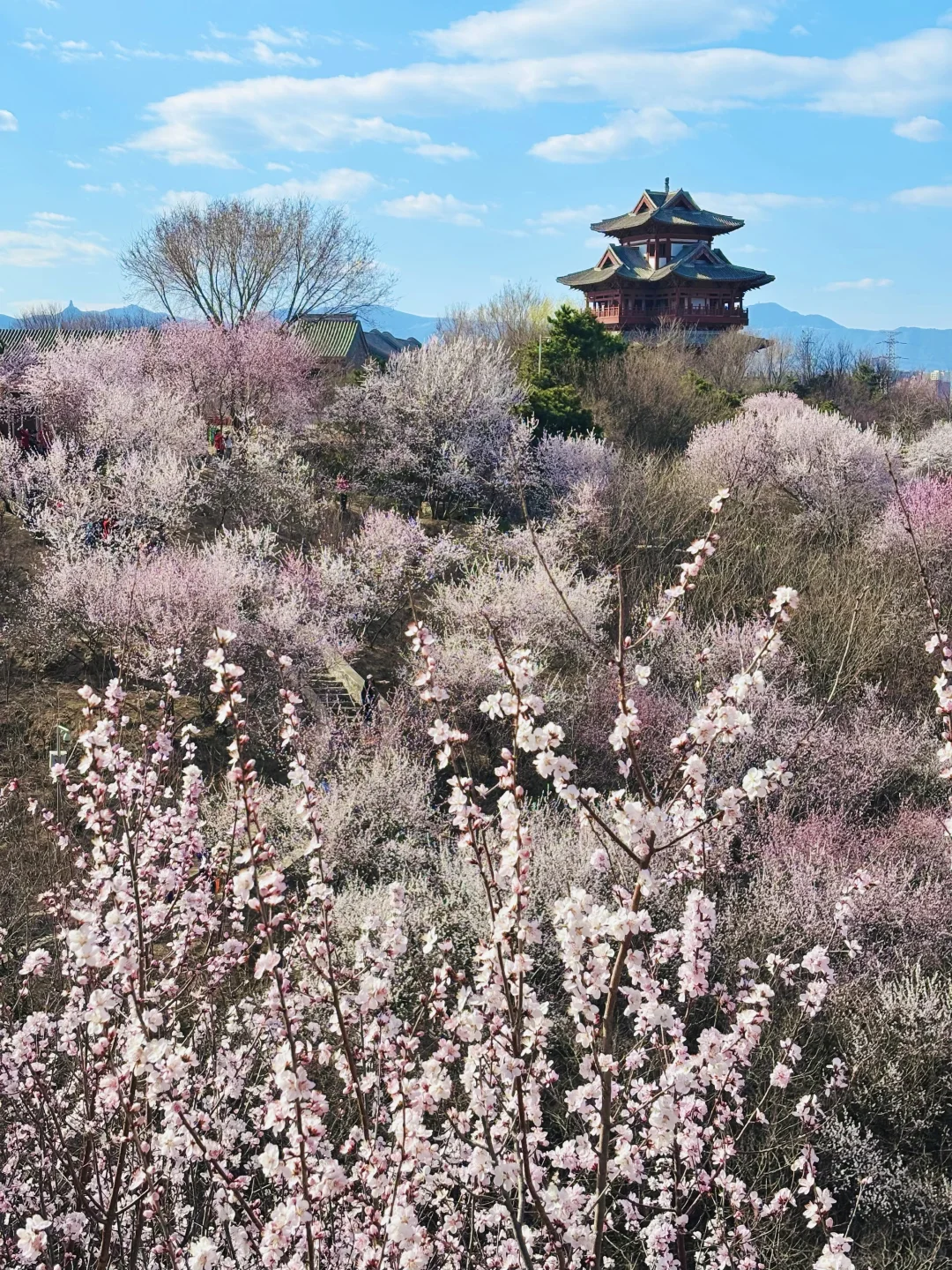 3.18 园博园桃花谷（附机位和地图）