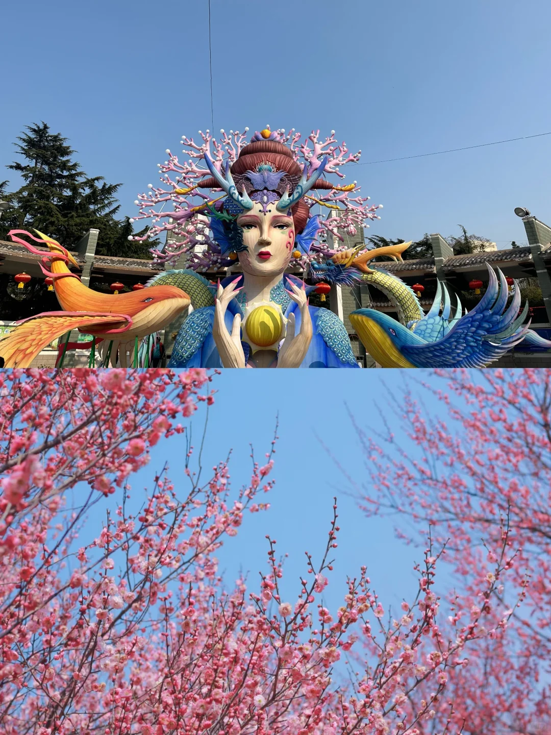 烟台 | 春日赏花🌺开始期待跟花撞个满怀