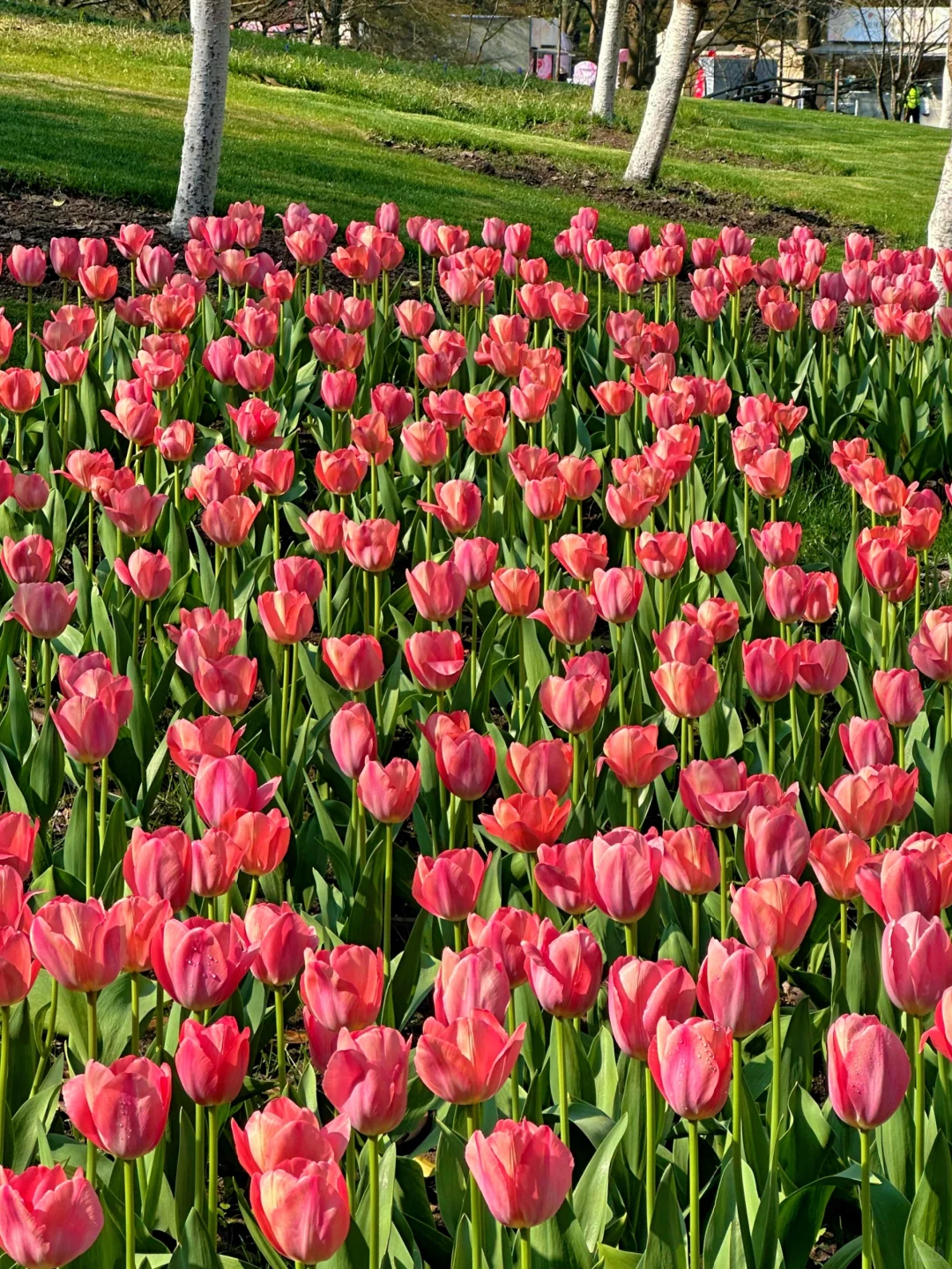 3.19实况！杭州太子湾刚回来，全是大实话！