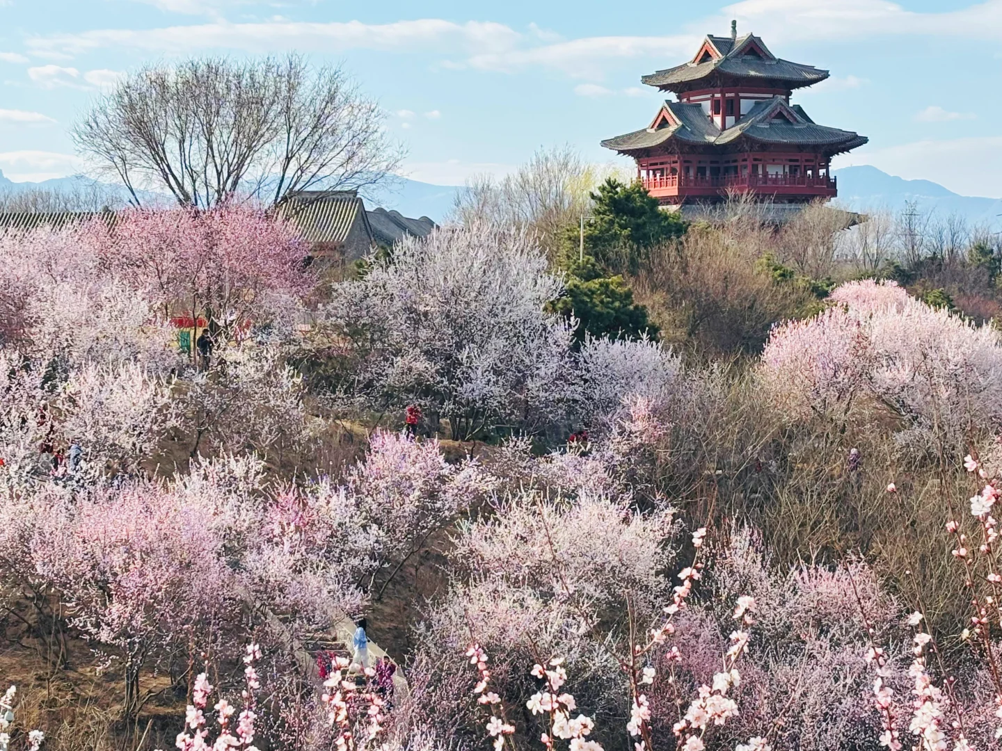 3.18 园博园桃花谷（附机位和地图）