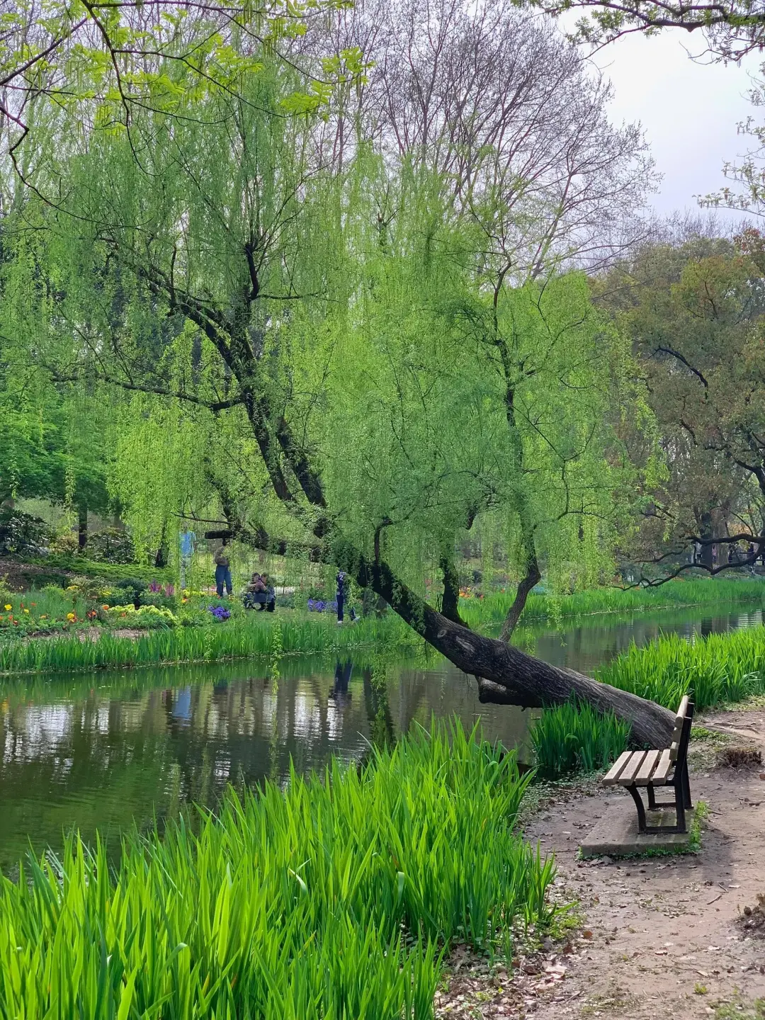 🌸共青森林公园春日撒野全攻略🌸