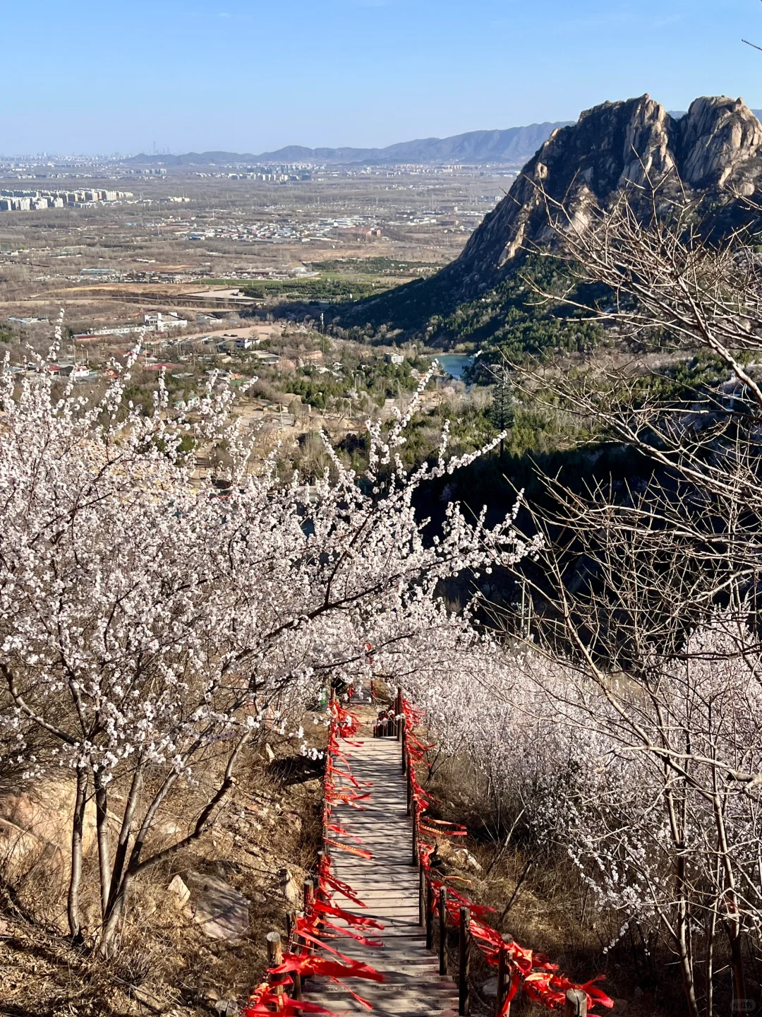 春分上春山🌸后花园白虎涧花海天梯开爆了！