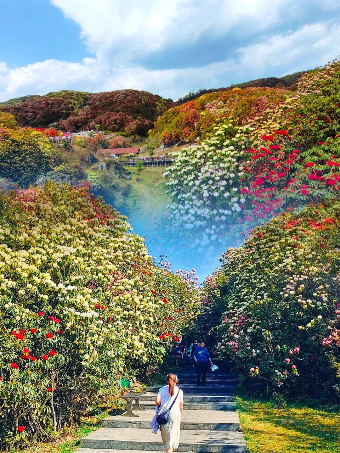 😍已经开始狠狠期待贵州的💐百里杜鹃了