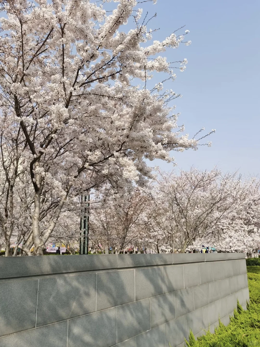 烟台 | 春日赏花🌺开始期待跟花撞个满怀