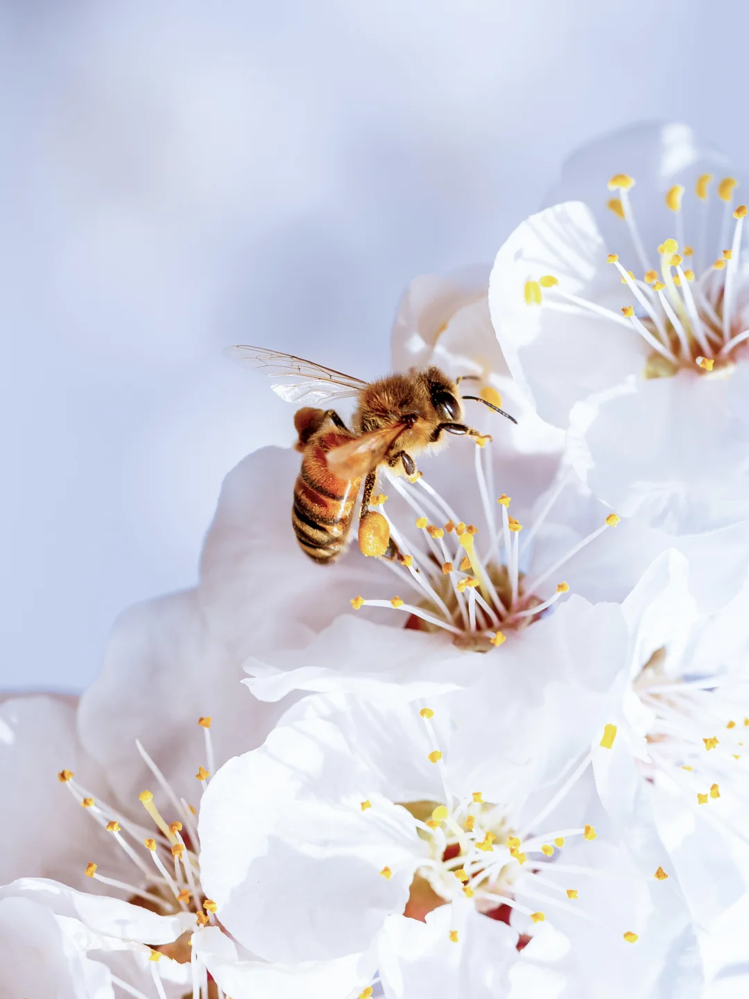 😍别拦我,我要去吐鲁番赏花!
