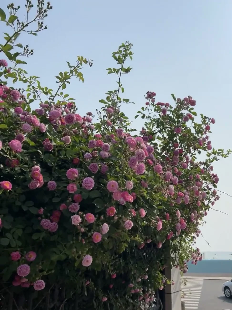 烟台 | 春日赏花🌺开始期待跟花撞个满怀