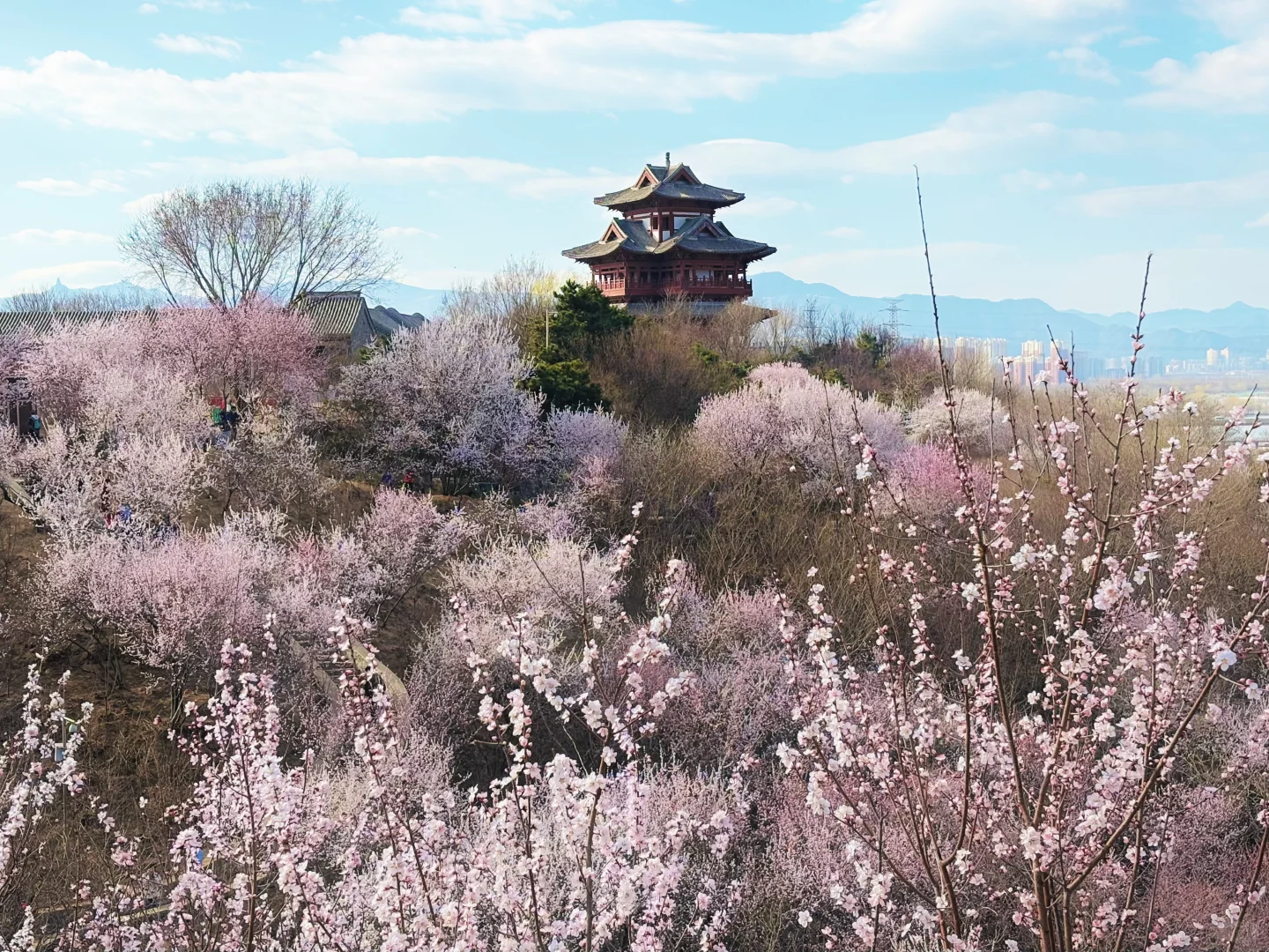 3.18 园博园桃花谷（附机位和地图）