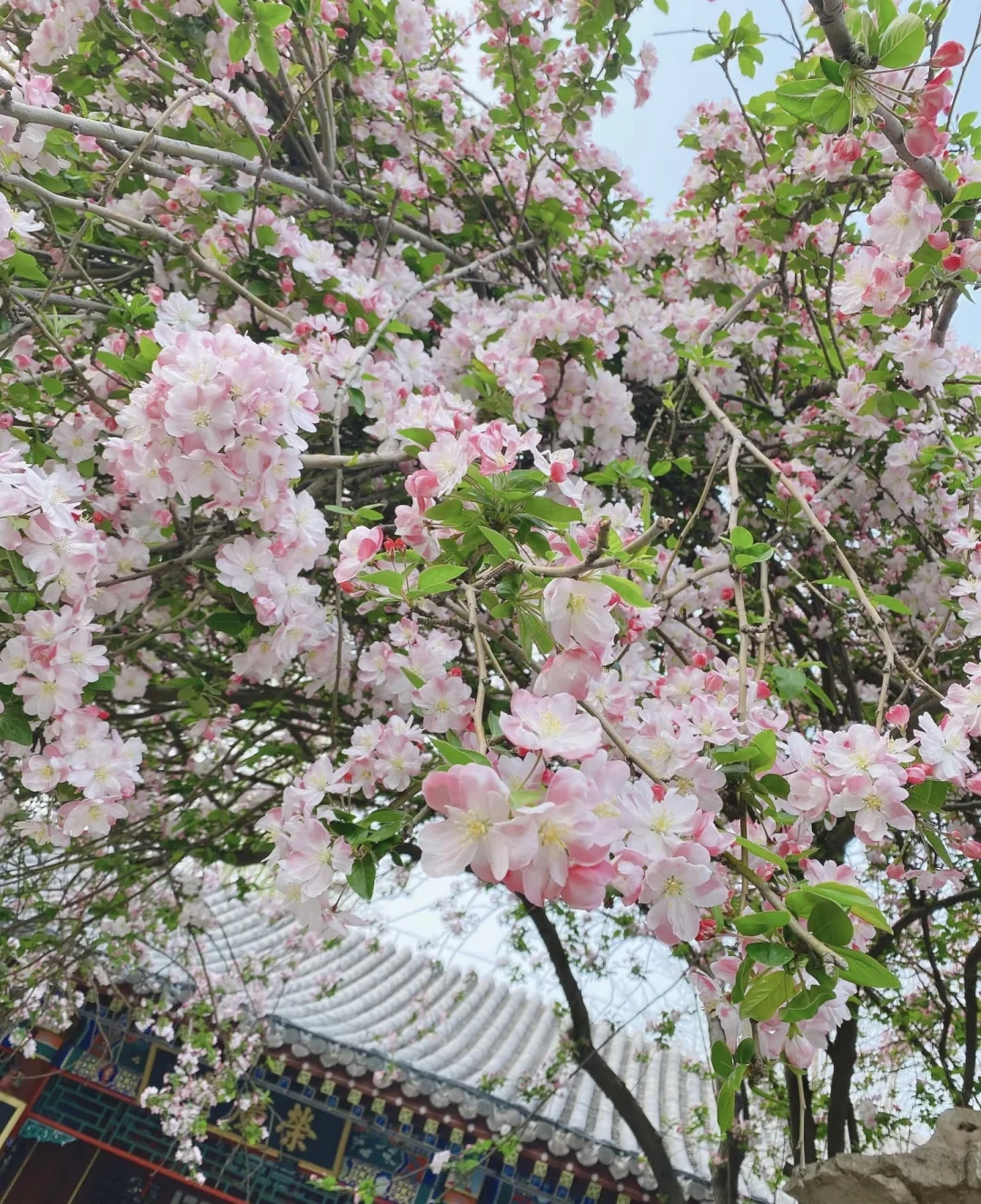 荣国府的海棠花只有去过了才知道有多美