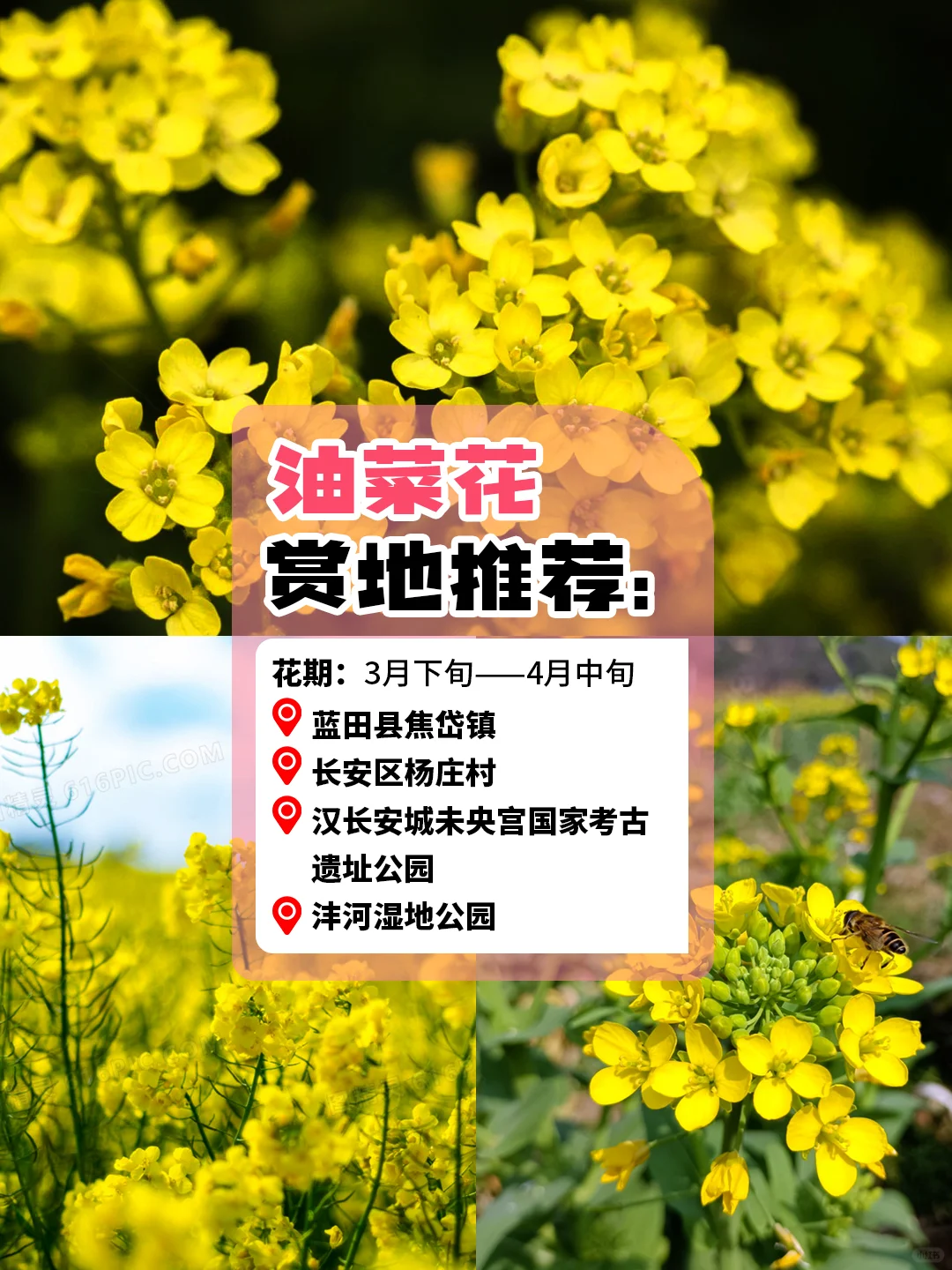 西安旅游赏花攻略🪸3～5 月份赏花圣地