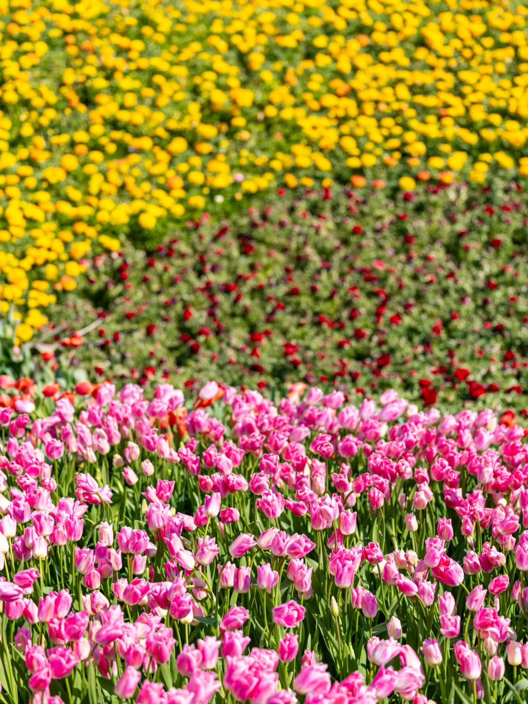 我在山东上春山⛰️发现淄博秘密花园