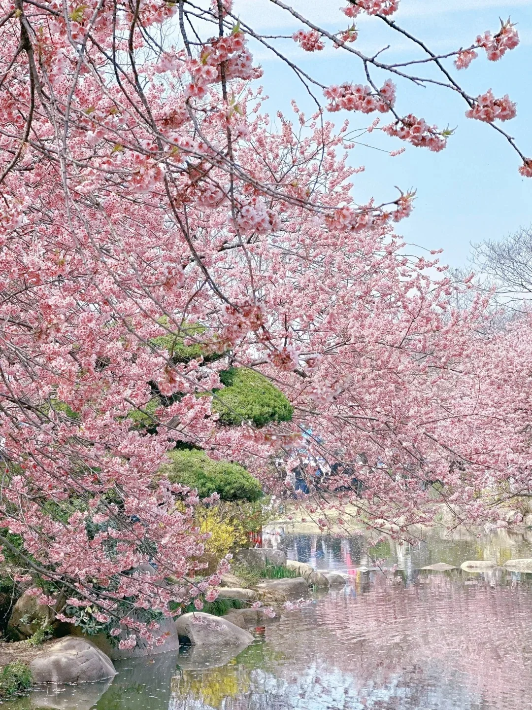 3月29日鼋头渚樱花已上线，感受春日美好