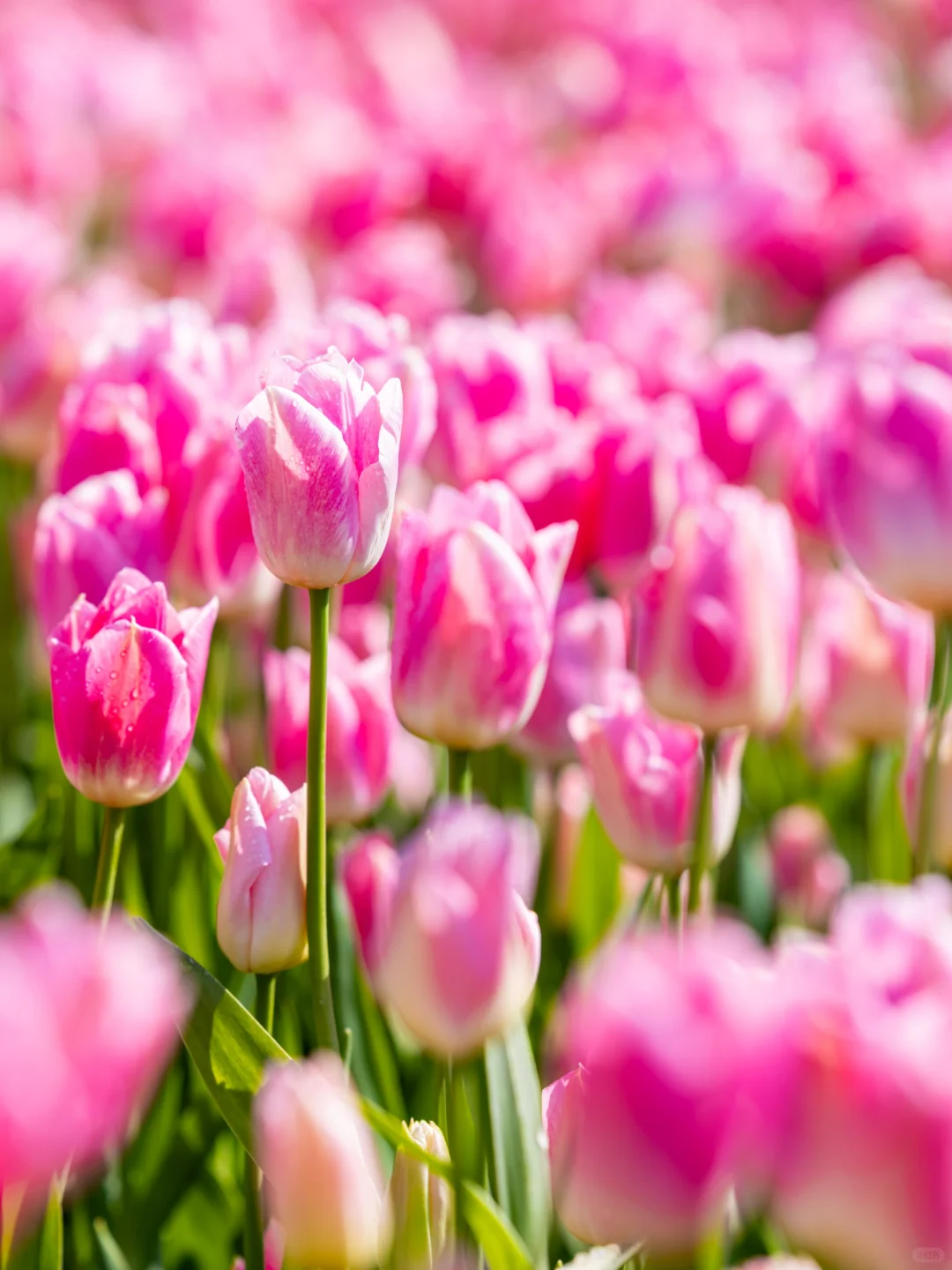 我在山东上春山⛰️发现淄博秘密花园