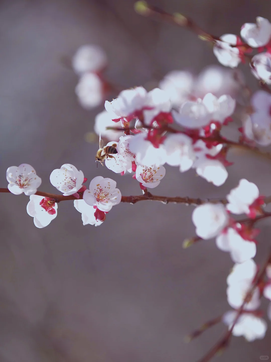 😍别拦我,我要去吐鲁番赏花!