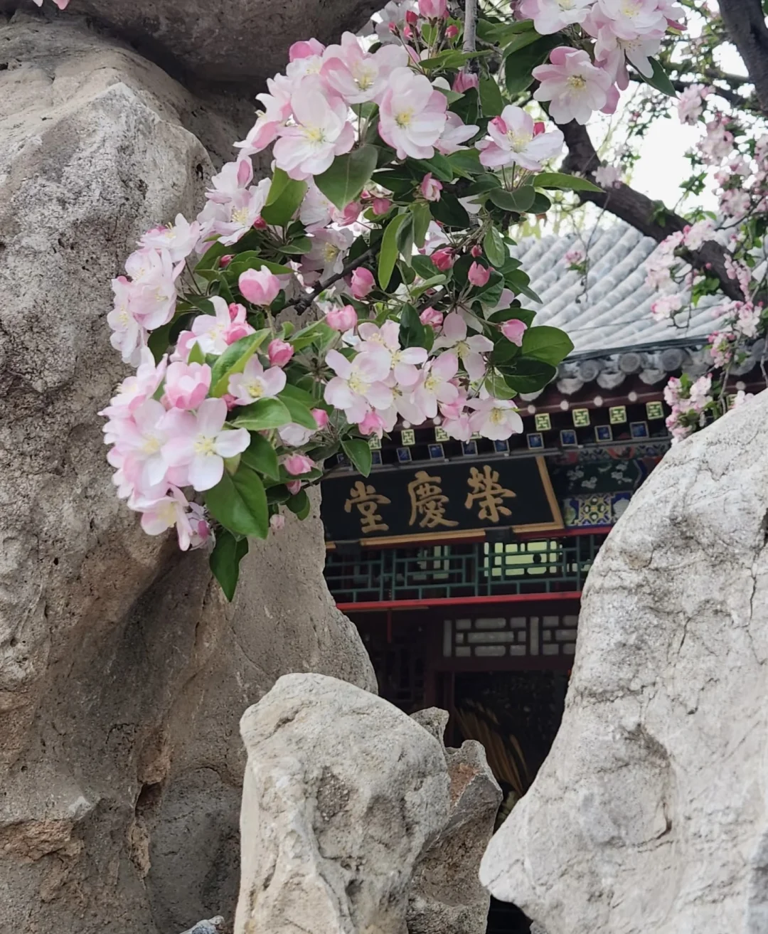 荣国府的海棠花只有去过了才知道有多美