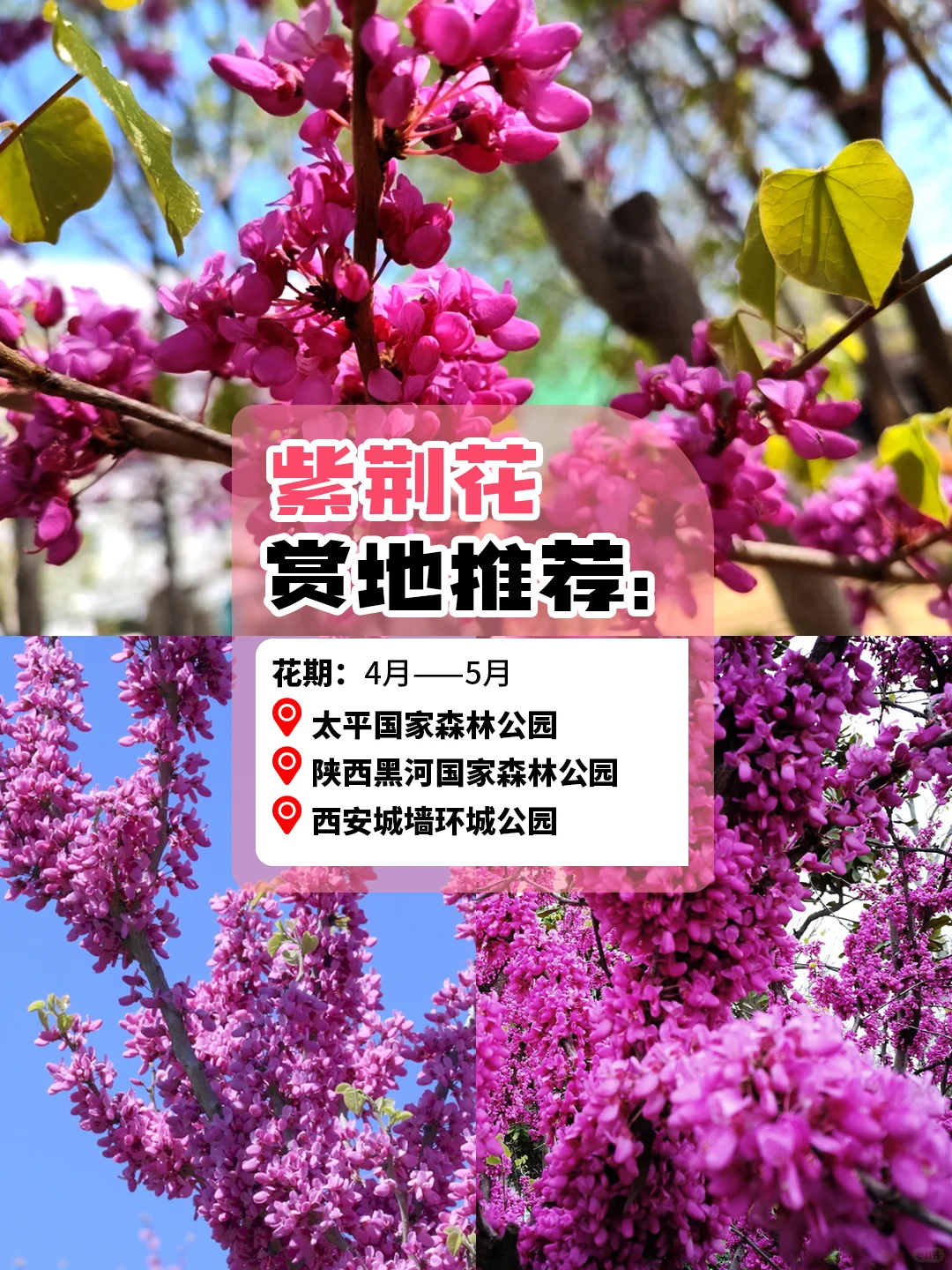 西安旅游赏花攻略🪸3～5 月份赏花圣地