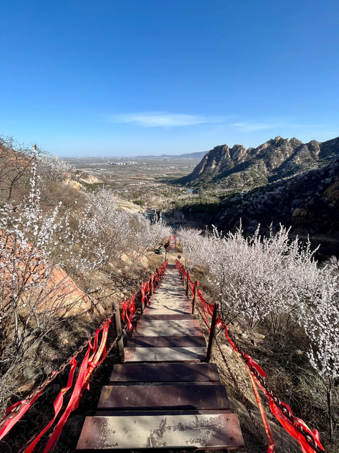春分上春山🌸后花园白虎涧花海天梯开爆了！