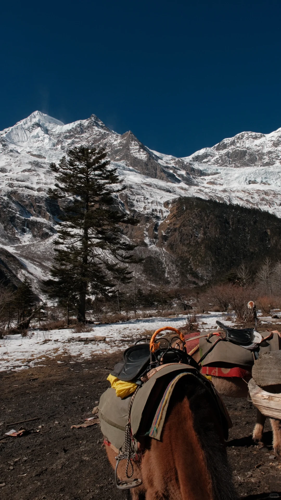 五天五晚 虎跳峡➕雨崩