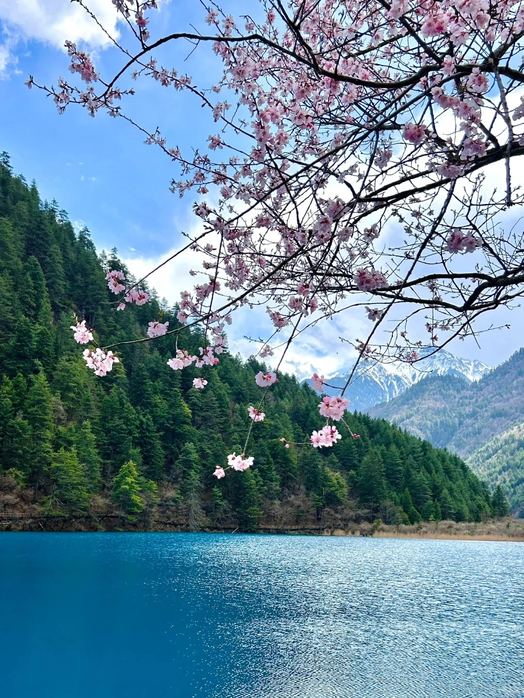 📍九寨沟｜5A景区天花板 3月接下来超美❗