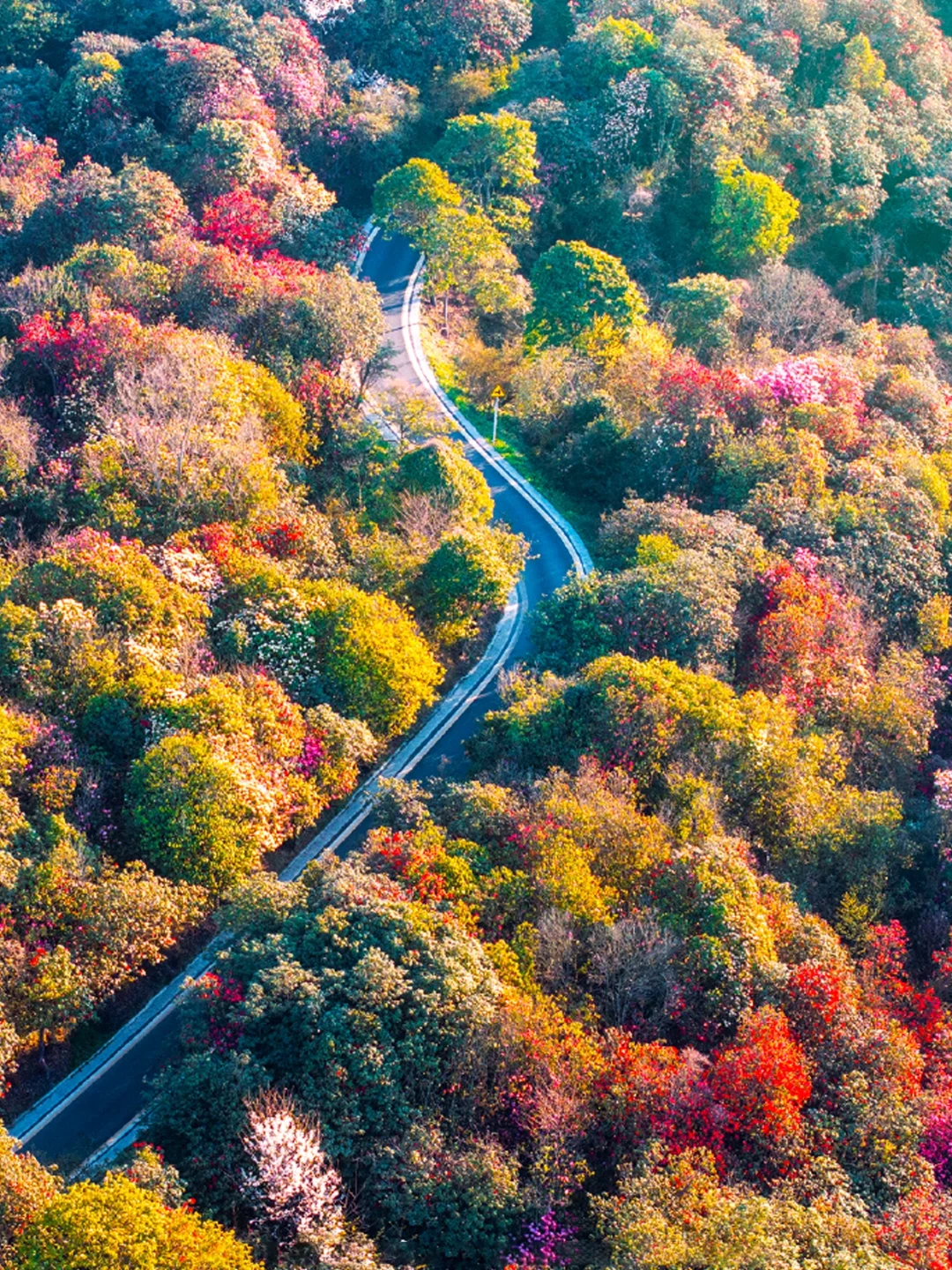 😍已经开始狠狠期待贵州的💐百里杜鹃了