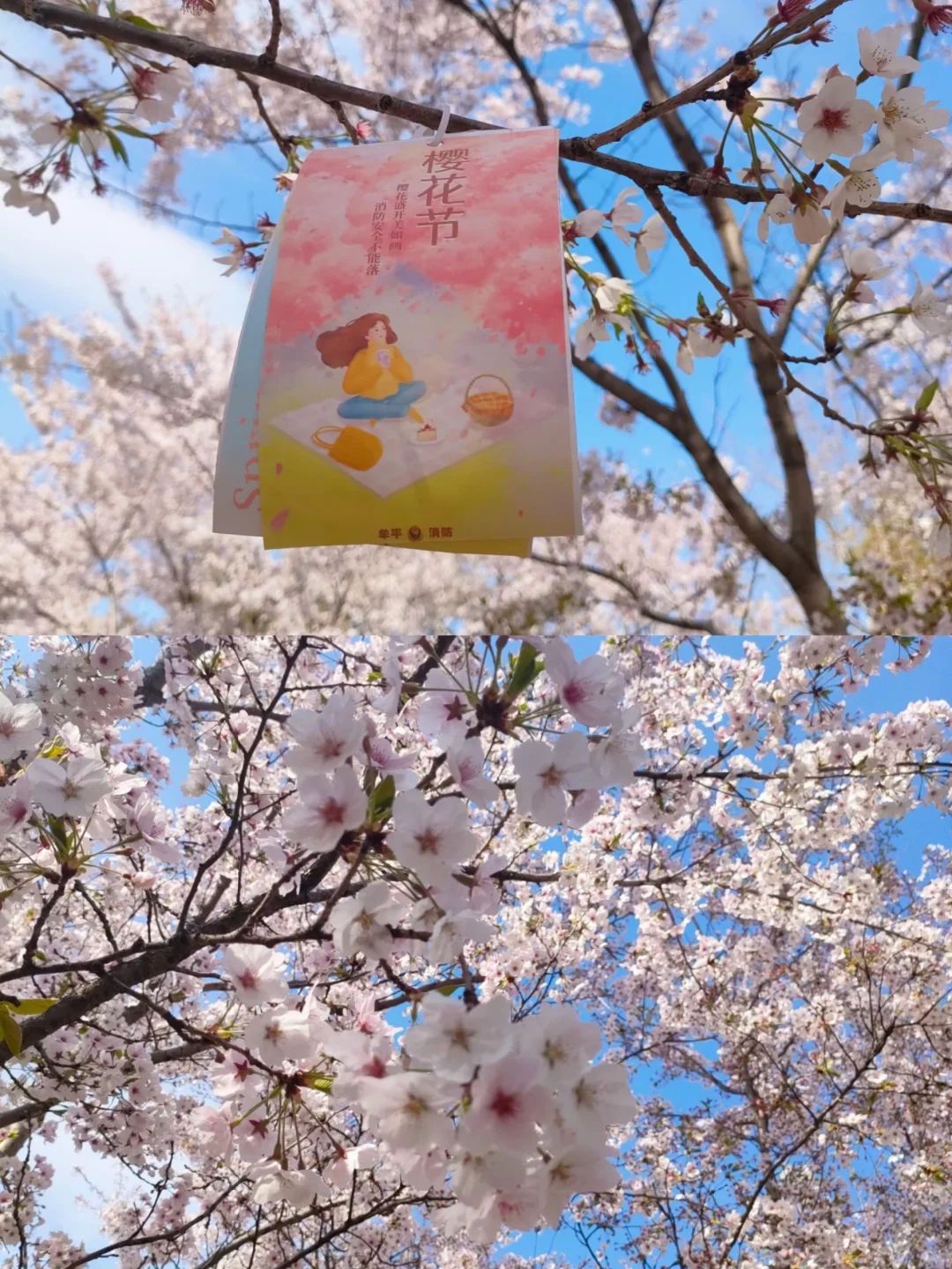 烟台 | 春日赏花🌺开始期待跟花撞个满怀