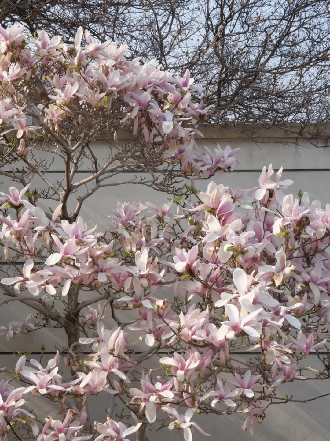 烟台 | 春日赏花🌺开始期待跟花撞个满怀
