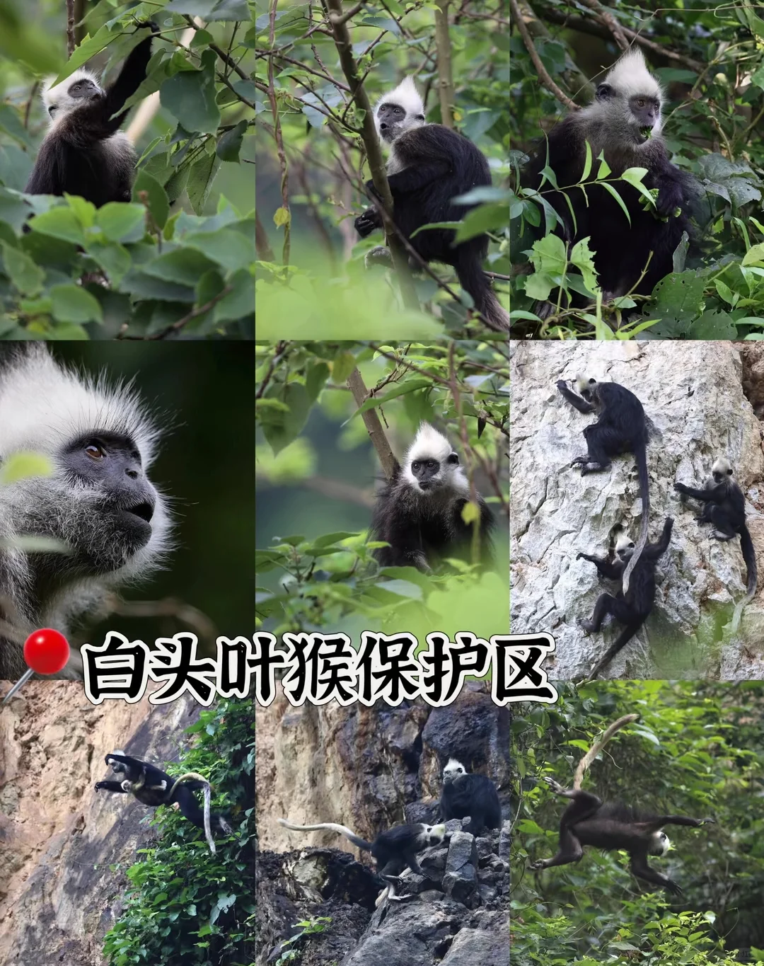 崇左旅游攻略避坑