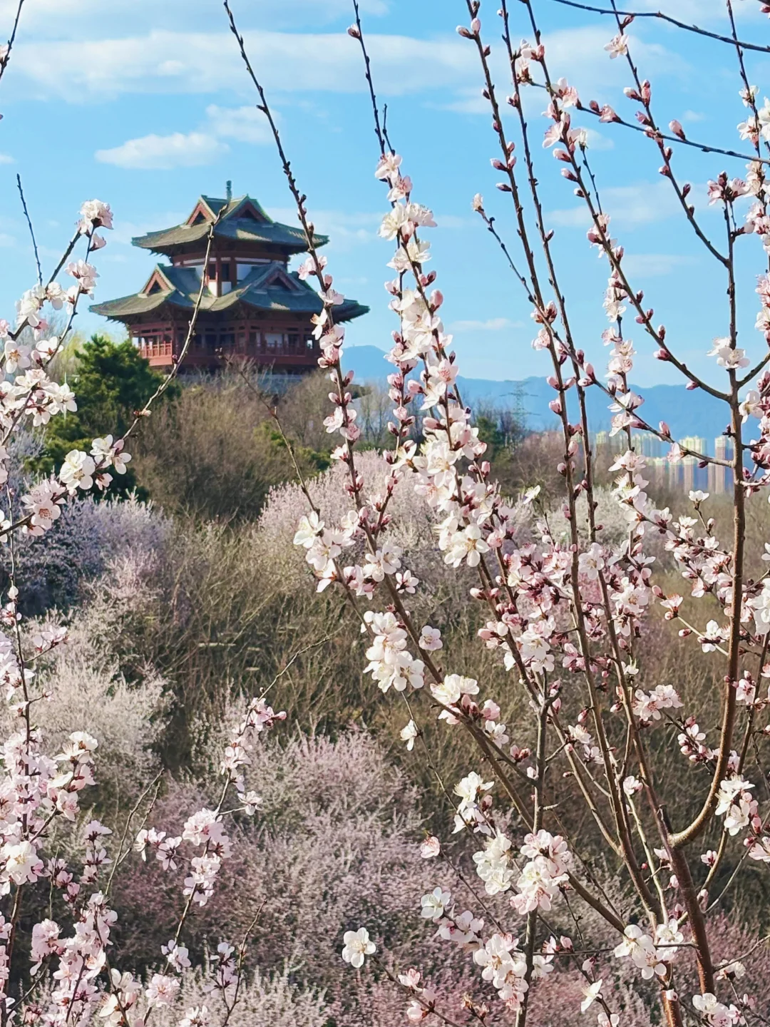 3.18 园博园桃花谷（附机位和地图）