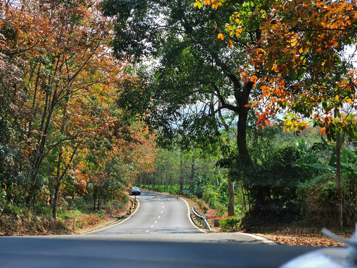 海南环热带雨林公路自驾游|昌江站