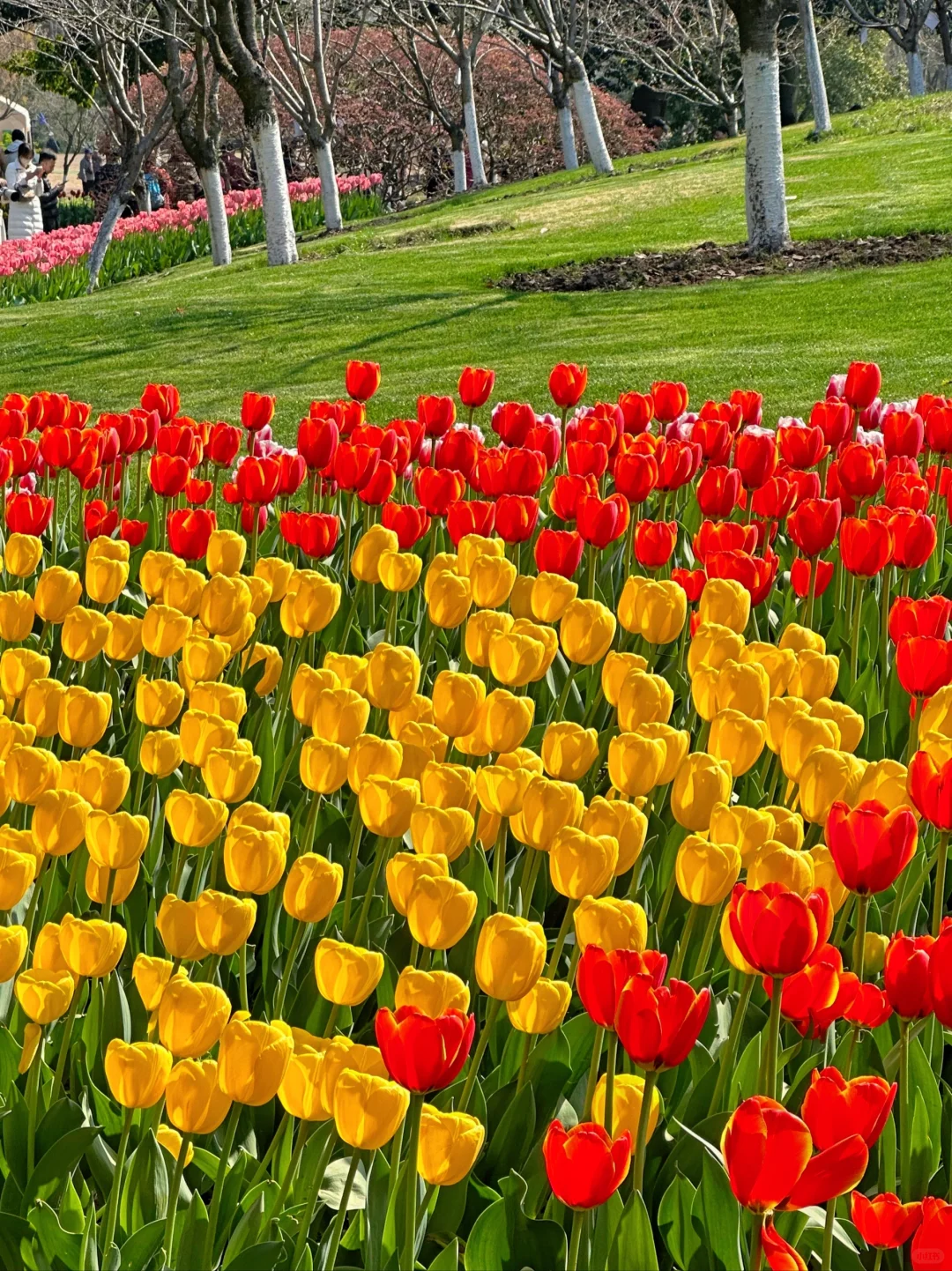 3.19实况！杭州太子湾刚回来，全是大实话！