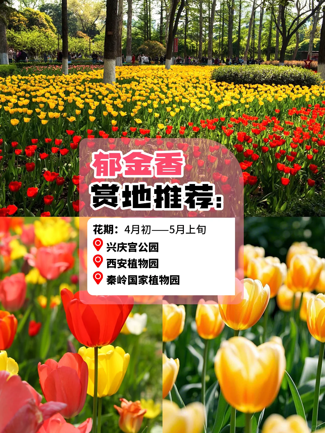 西安旅游赏花攻略🪸3～5 月份赏花圣地