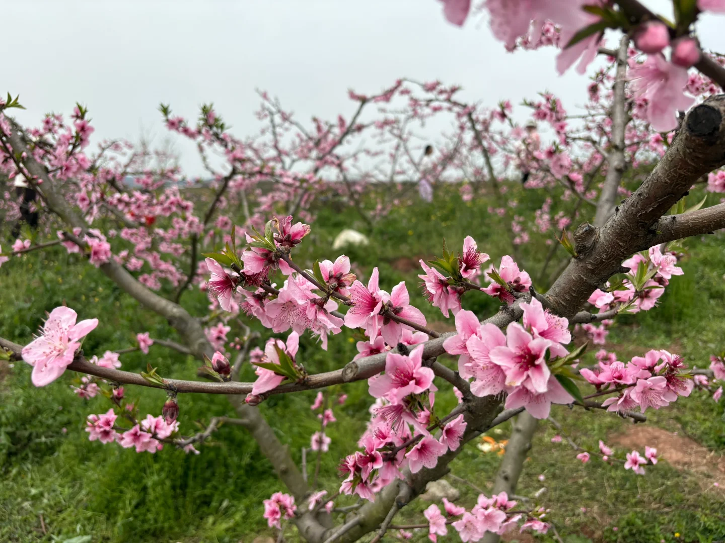 我们去看桃花啦~灵仙·金渔桃源
