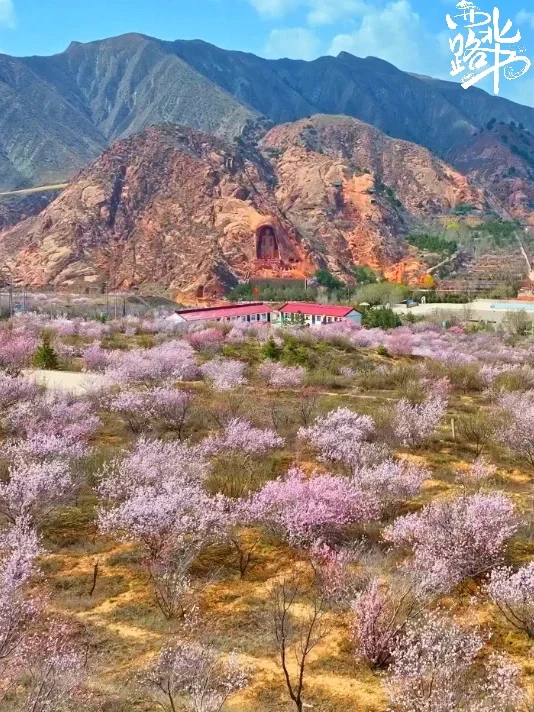 六盘山春日限定浪漫 闭眼冲 !!!