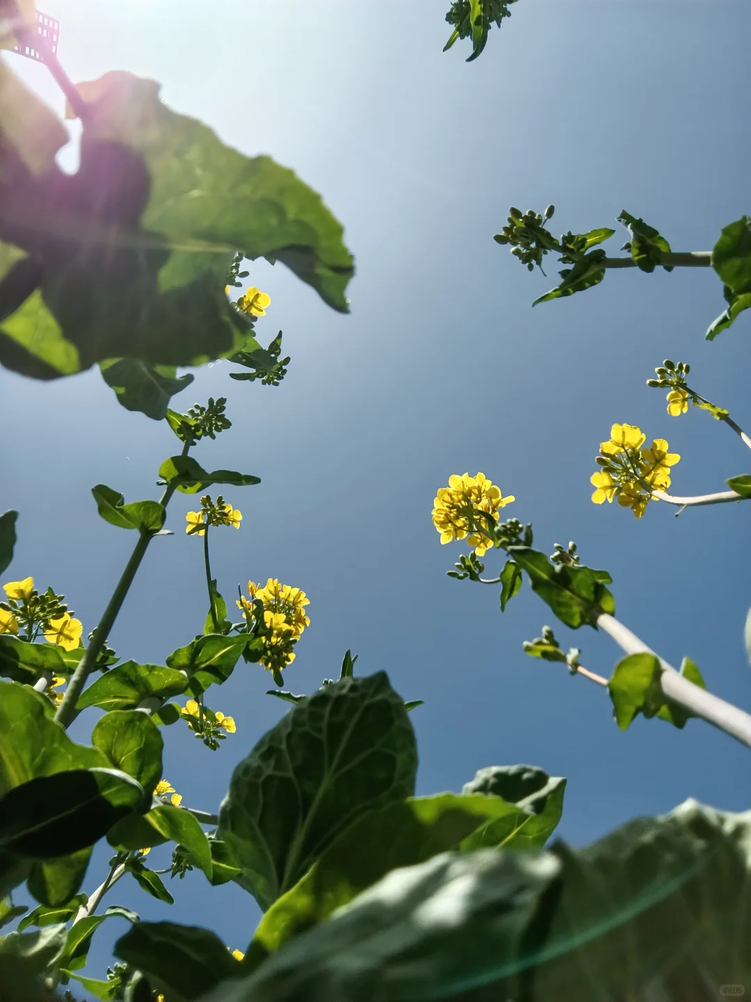 这不是婺源，这是邢台沙河红薯岭