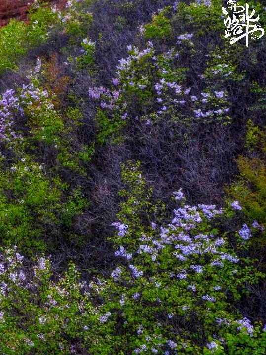 六盘山春日限定浪漫 闭眼冲 !!!