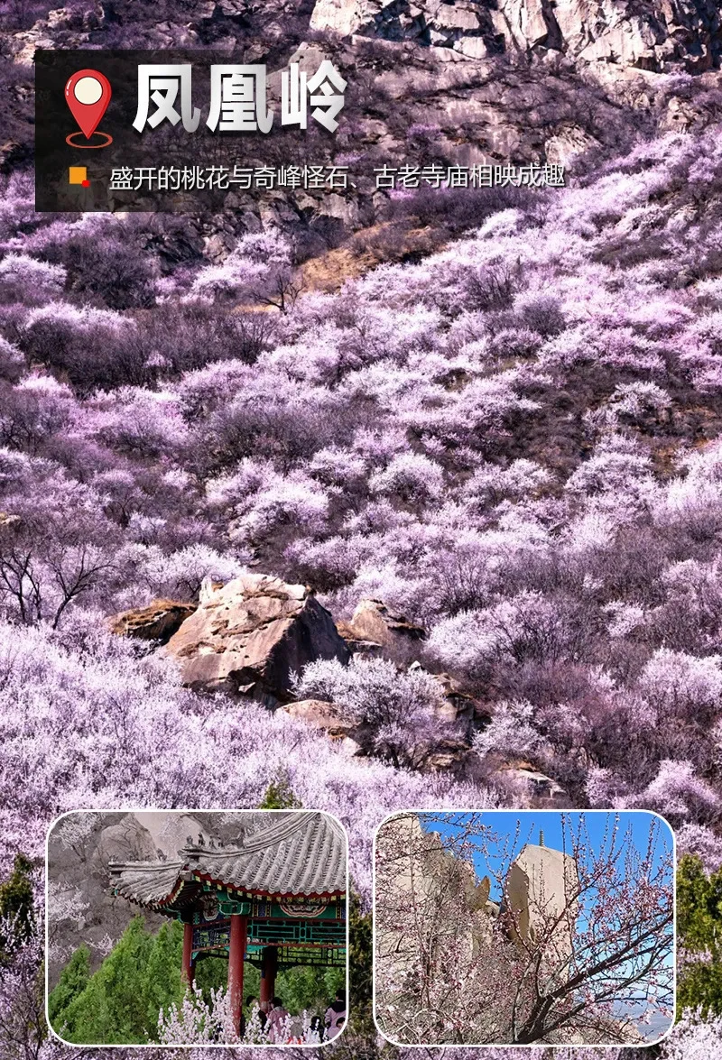 『赏花58/位』3.22周六凤凰岭后花园徒步