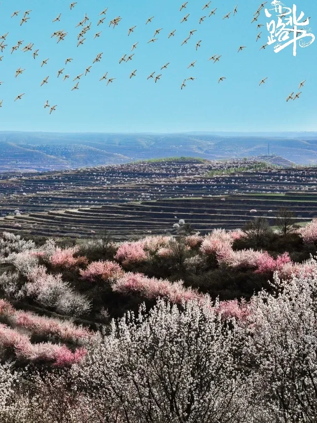 六盘山春日限定浪漫 闭眼冲 !!!
