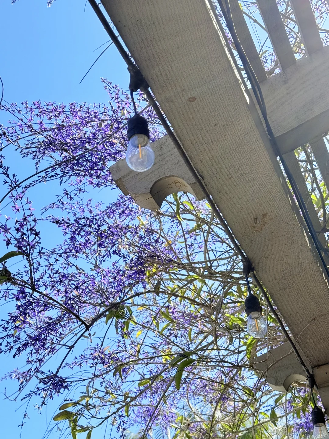 尔湾周边景点｜在Newport花的最值的5刀🌼