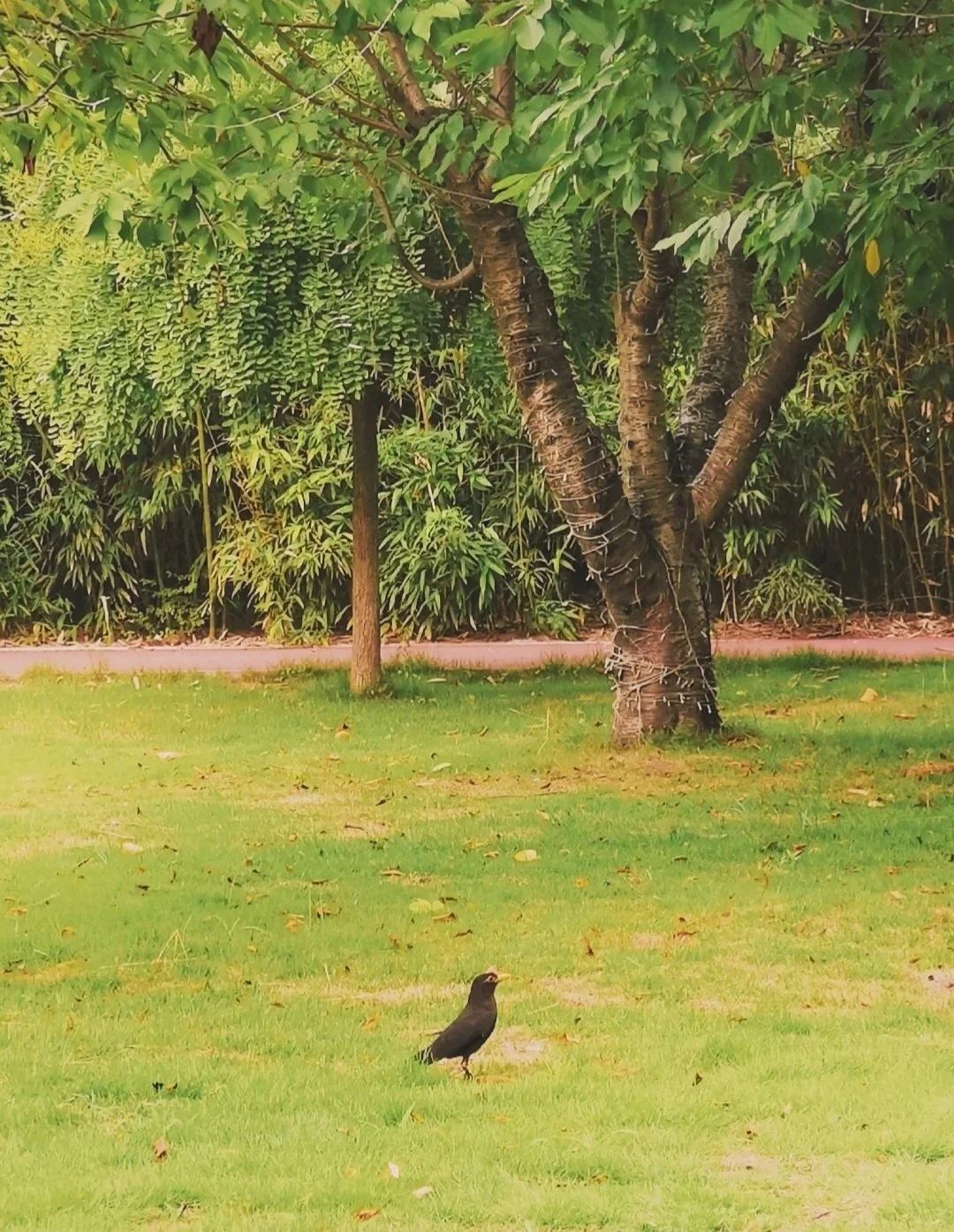 🏯濮阳必去9大景点全攻略