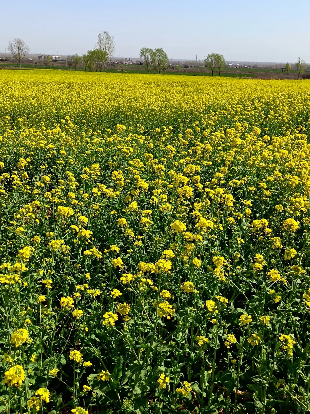这不是婺源，这是邢台沙河红薯岭