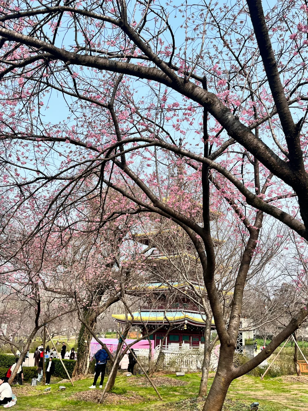 对自己做的武汉🌸攻略满意得睡不着…