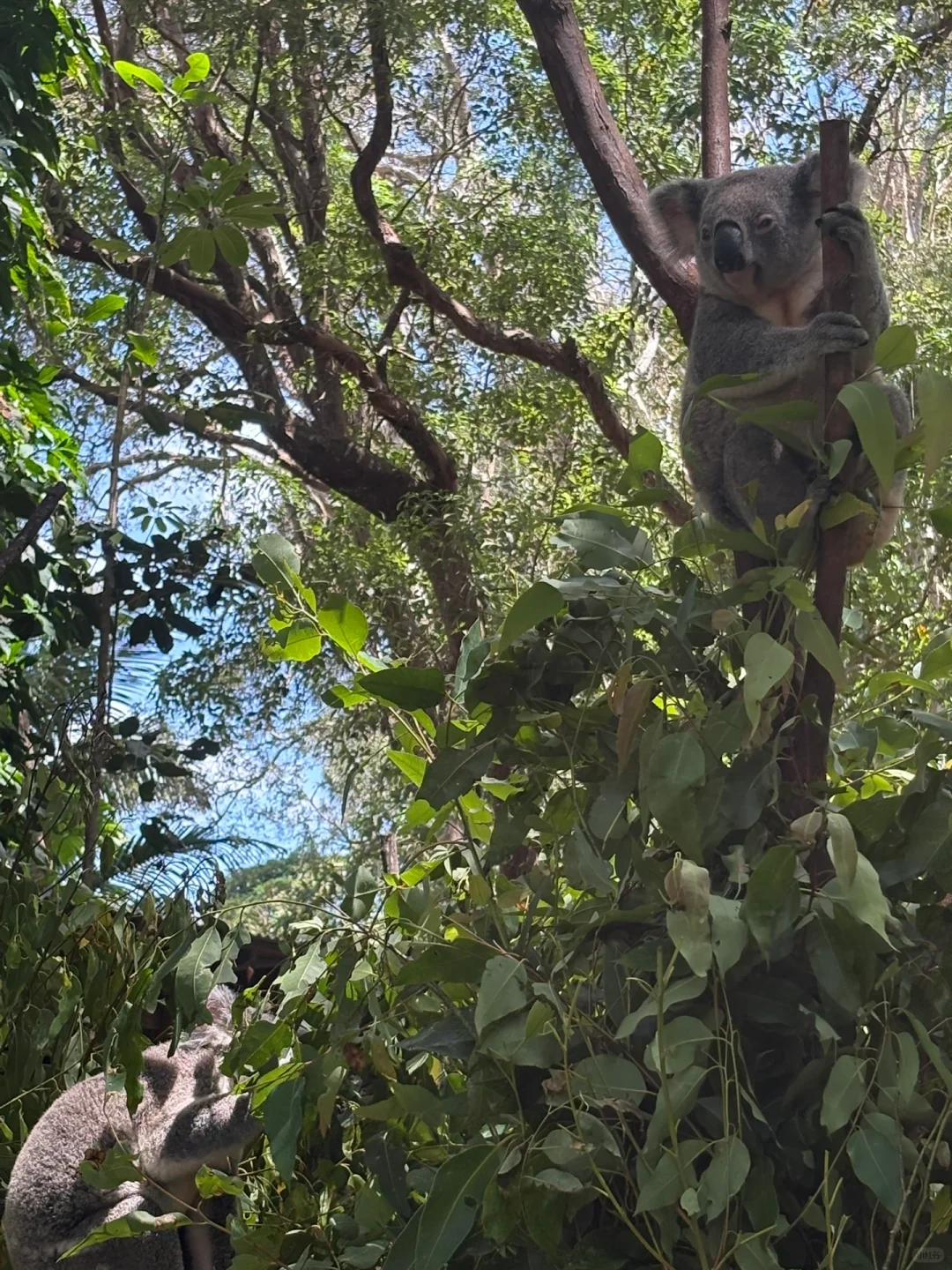 一个人澳洲玩12天1W➕,自由行,不拼房玩挺好