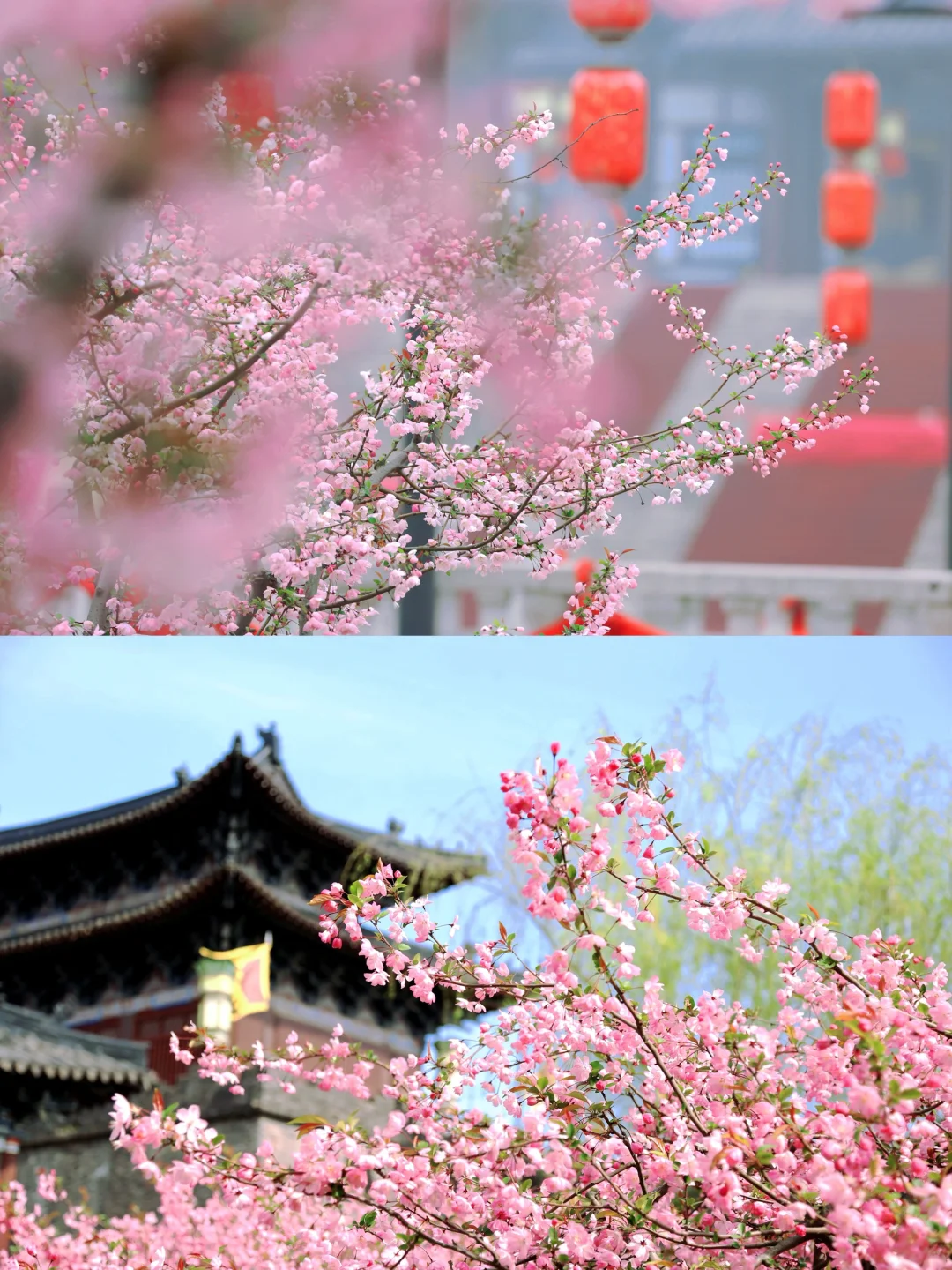 三国水浒城春日游🌸赏花+穿越🥳