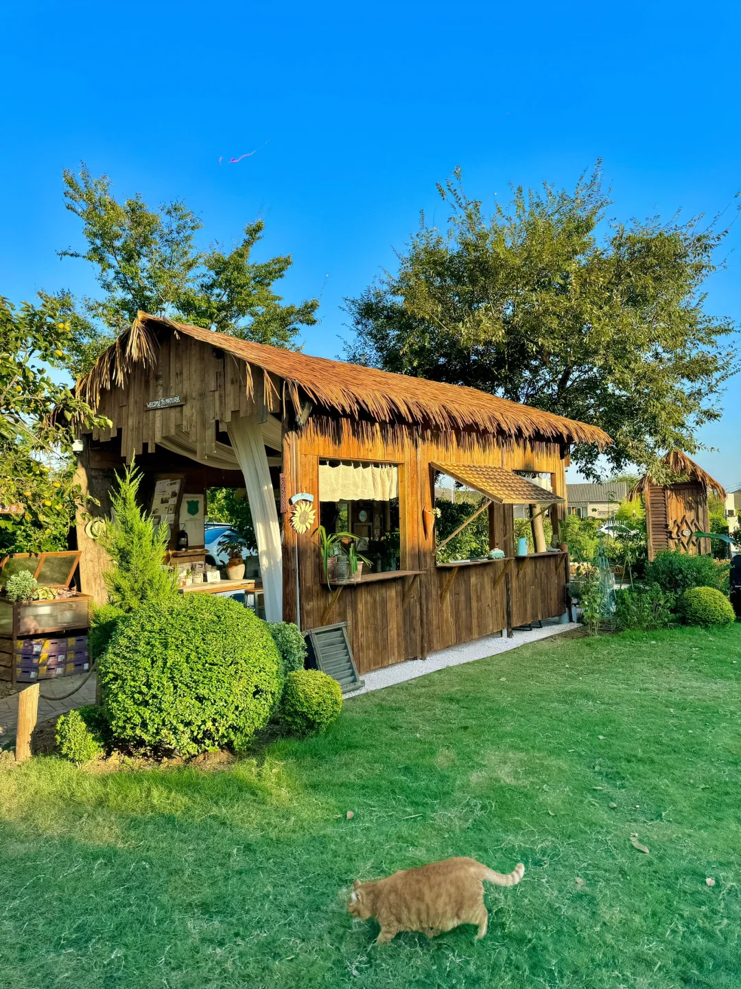 不是清迈！没去大理！这是南京…live😭